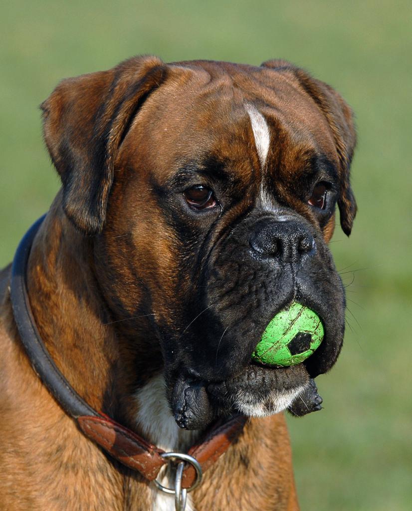 Boxer