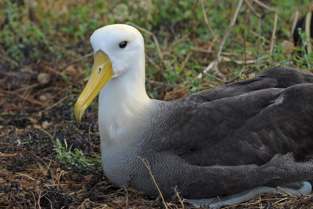 brütender Albatross