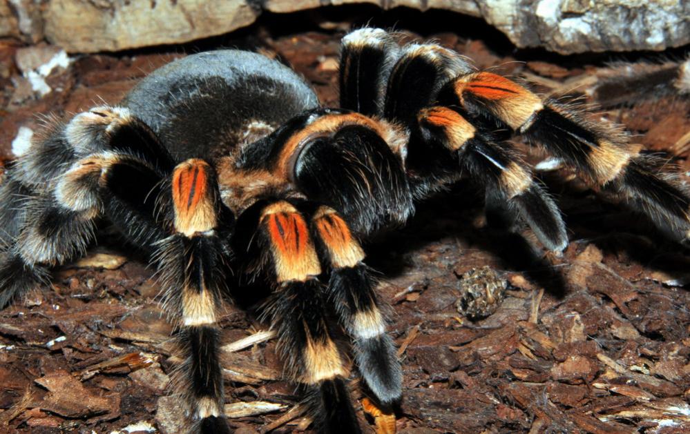 Brachypelma smithi zuhause im Terrarium