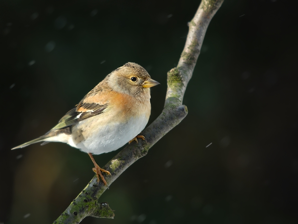 brambling1761 passig gemacht