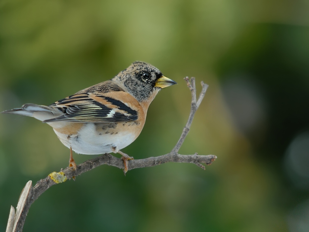 brambling1827 hf