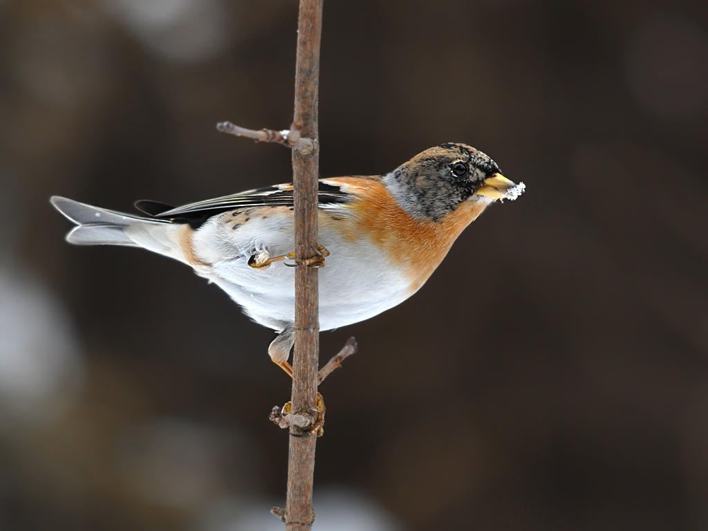 brambling3110
