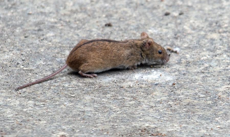 Brandmaus
