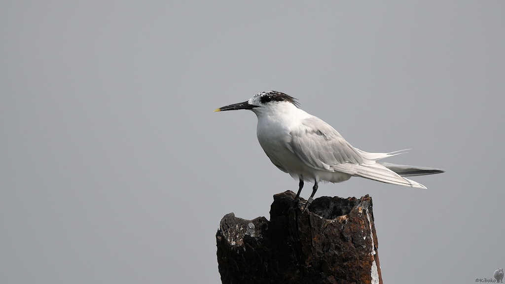 Brandseeschwalbe (Sandwich tern)
Lahou-Plage

s931 Lahou Plage SandwichTern 7669