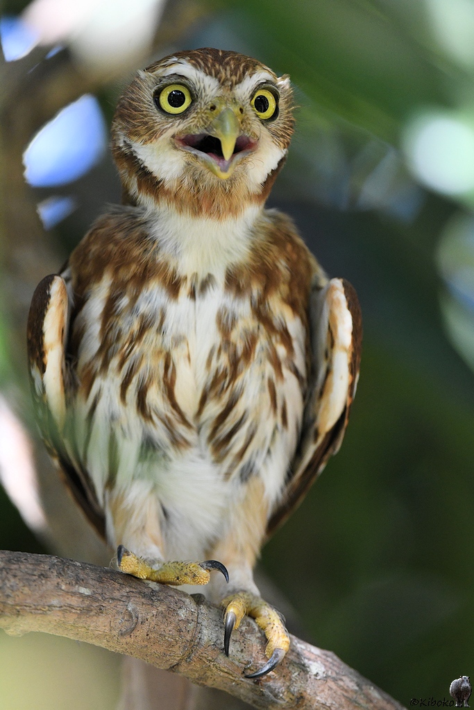 Brasil-Sperlingkauz (Ferruinous Pygmy Owl)

s877 PantanalHotel FerruginousPygmyOwl 4465 h