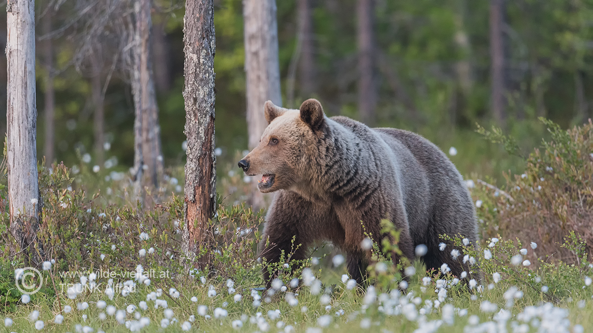 Braunbär, D500, AFS 4/600, ISO 1600, 1/350sec, Bl. 4