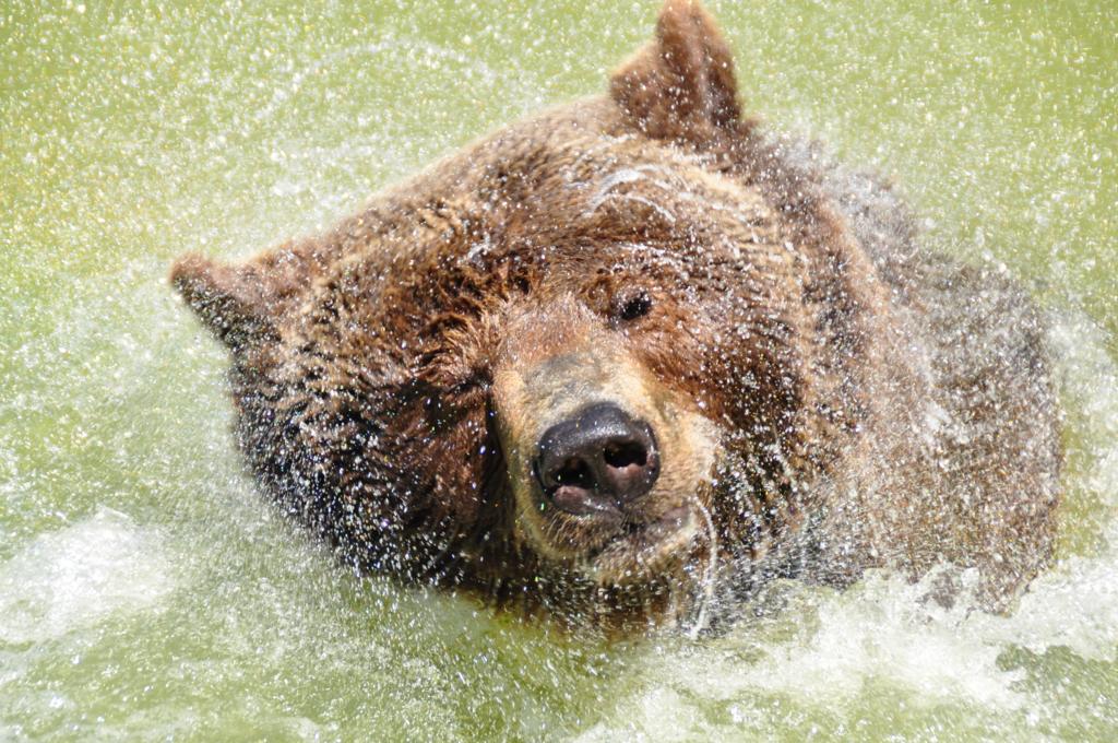 Braunbär