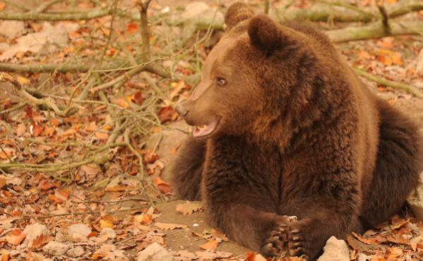 Braunbär