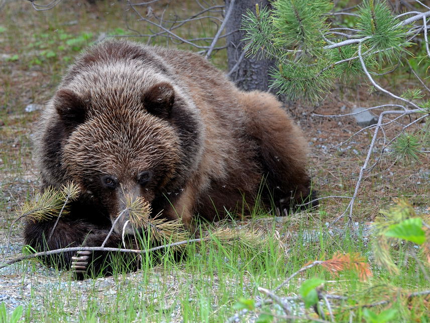 Braunbär