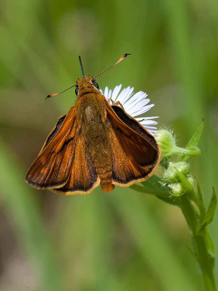 Braundickkopf Schwarzkolbiger 01 2013 07 05