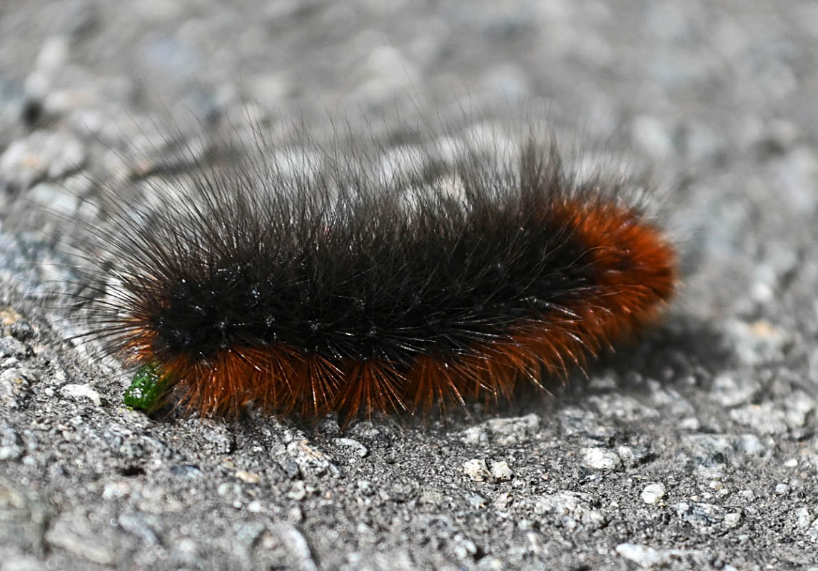 Brauner Bär.jpg