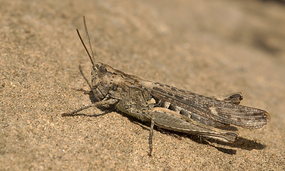 Brauner Grashüpfer