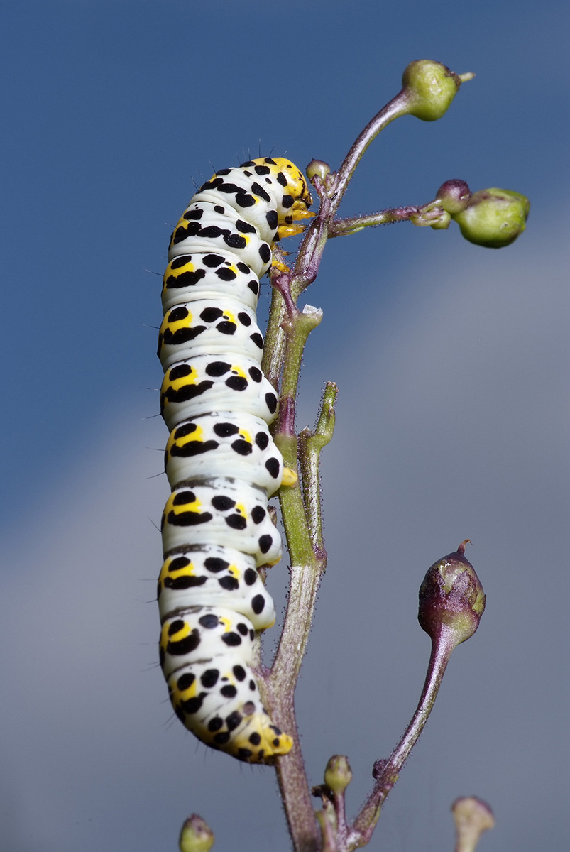 Brauner Mönch Raupe