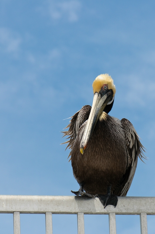 Brauner Pelikan in Cedar Key, Florida