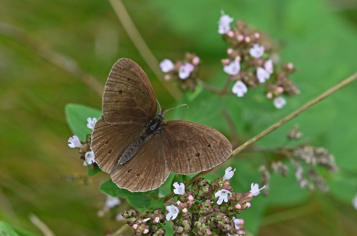 Brauner Waldvogel 2.jpg