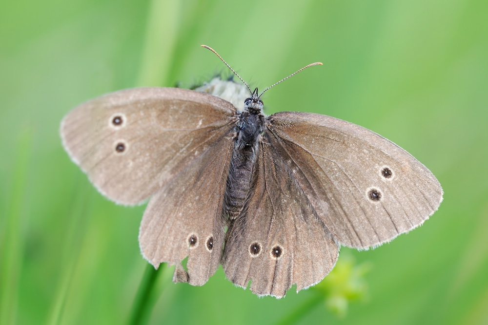 brauner Waldvogel
Gauertal 2011