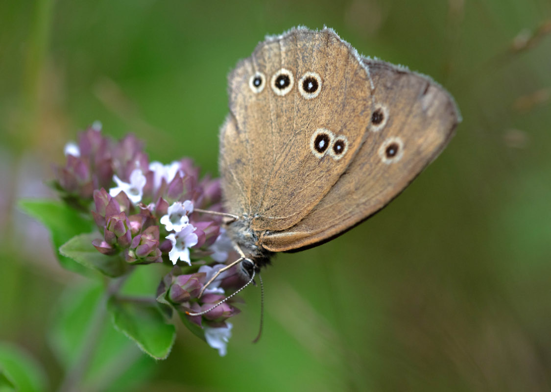 Brauner Waldvogel.jpg