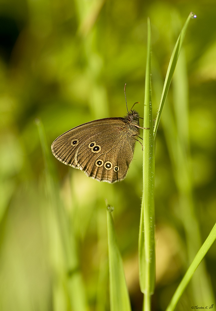 brauner waldvogel