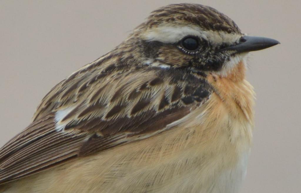 braunkehlchen 100% crop