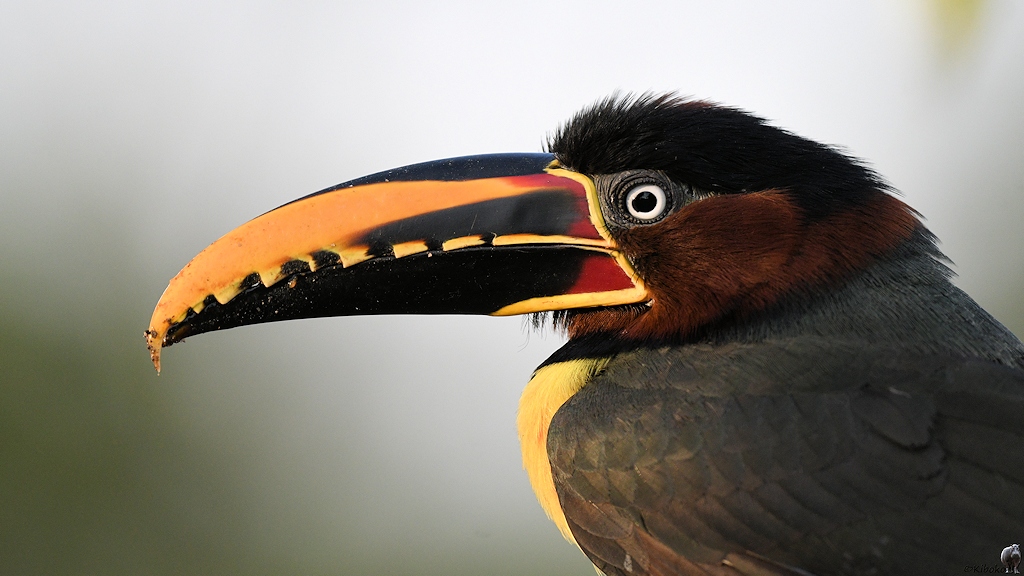 Braunohrassari (Chestnut-eared aracari)

s606 PortoJofre Chestnut EaredAracari 0082