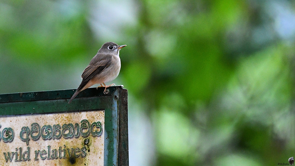 Braunschnäpper (Asian Brown Flycatcher)
Shinharja Nationalpark

s1158 Shinharaja Vogel 8031