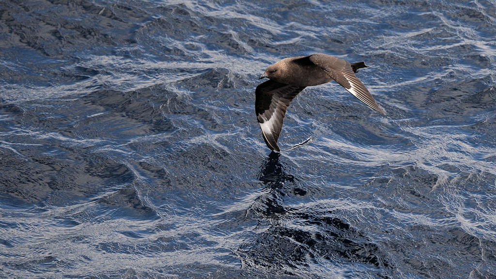 Braunskua auch Subantarktiksskua genanne (Brown Skua) 4880