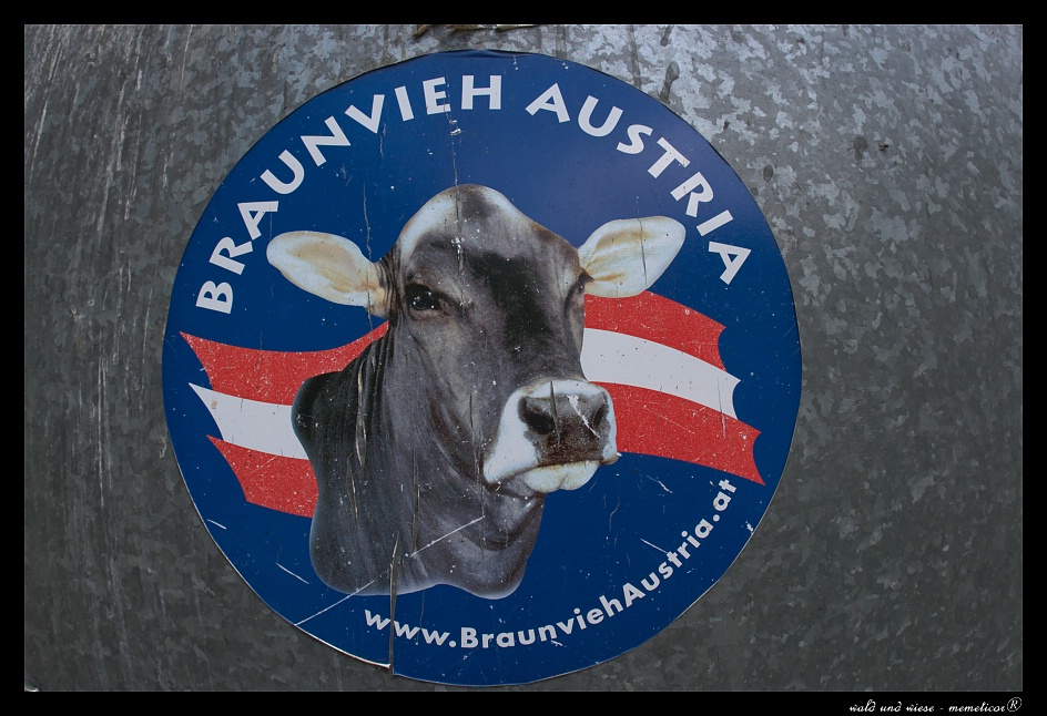 Braunvieh Austria
s DSC 0078