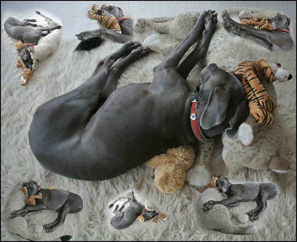 Bree Tiger Collage