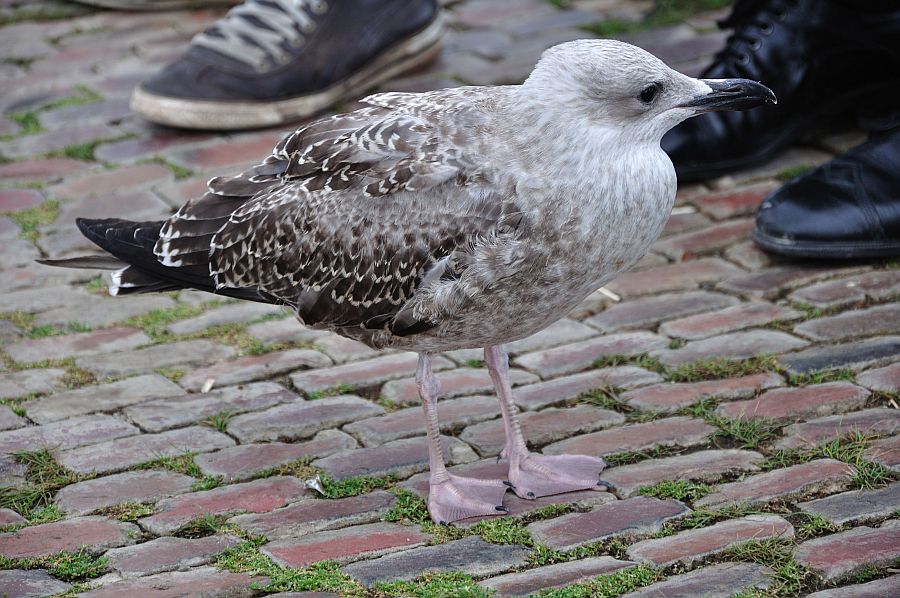 Bremerhavener Bettelmöwe