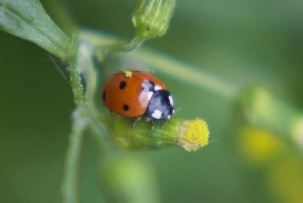 Brennweite: 150 + *1 Macro-Vorsatz