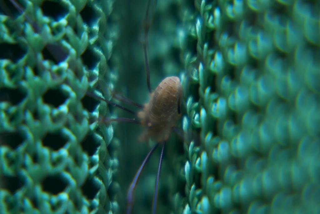 Brennweite: 170 + *2 Macro-Vorsatz