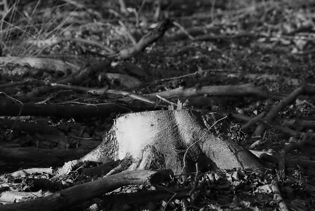 Briese 0003 120115 SW 1024x686 90