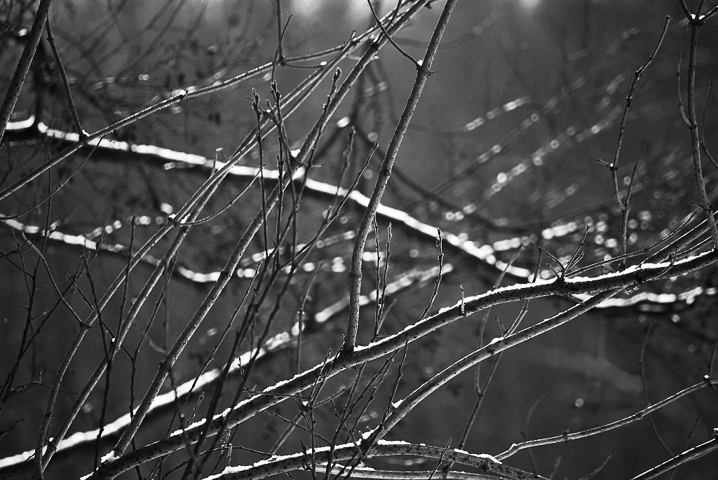 BrieseSwamp 0038 120203 SW 1024x685