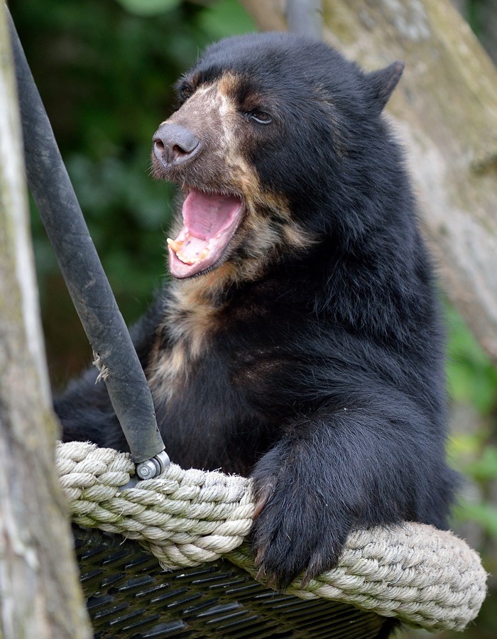 Brillenbär