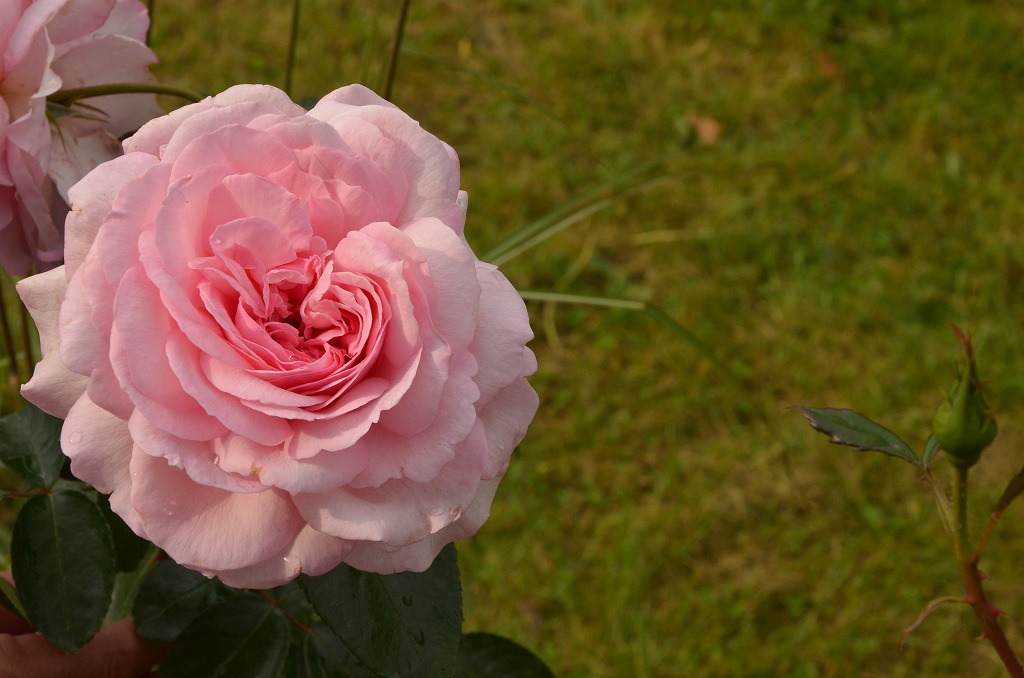 british days Krefeld Linn 07 09 13
Rose