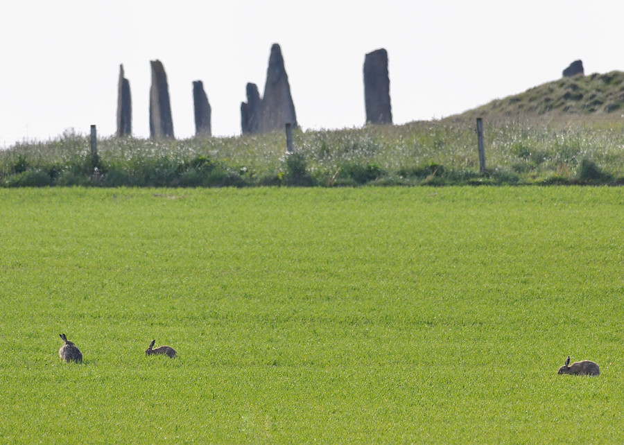 brodgar1