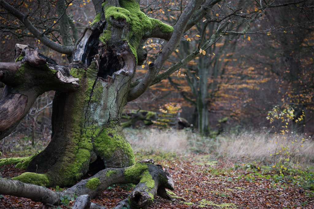 broken beech tree november