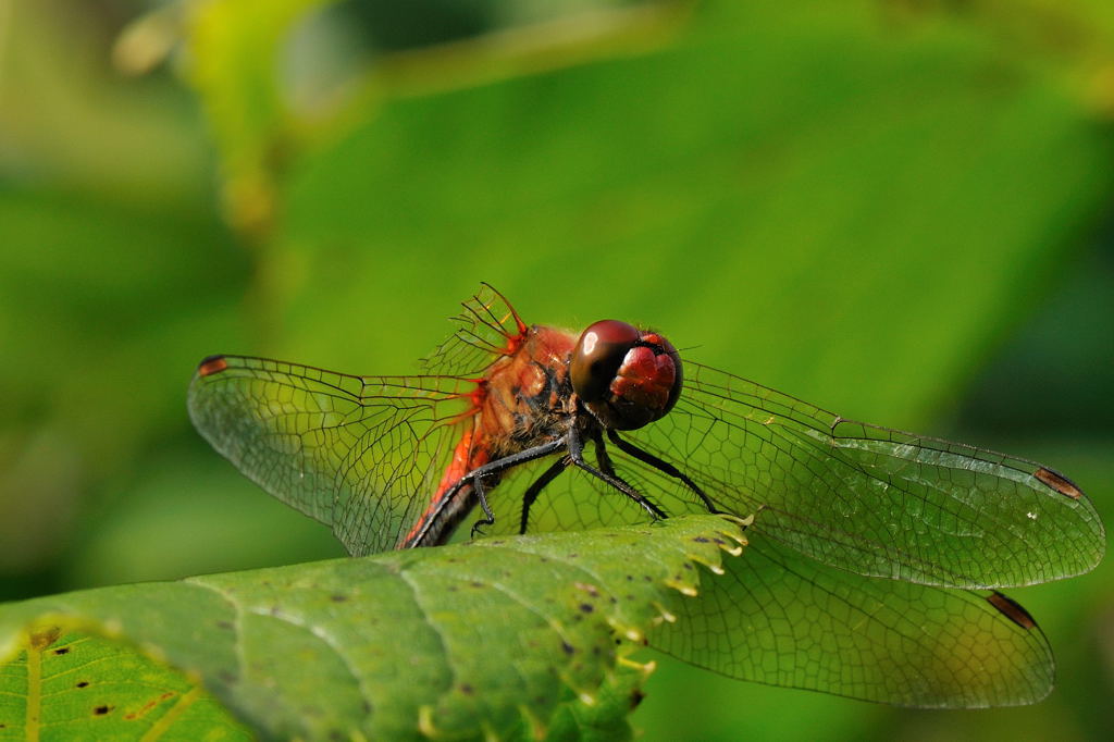 Broken Wing