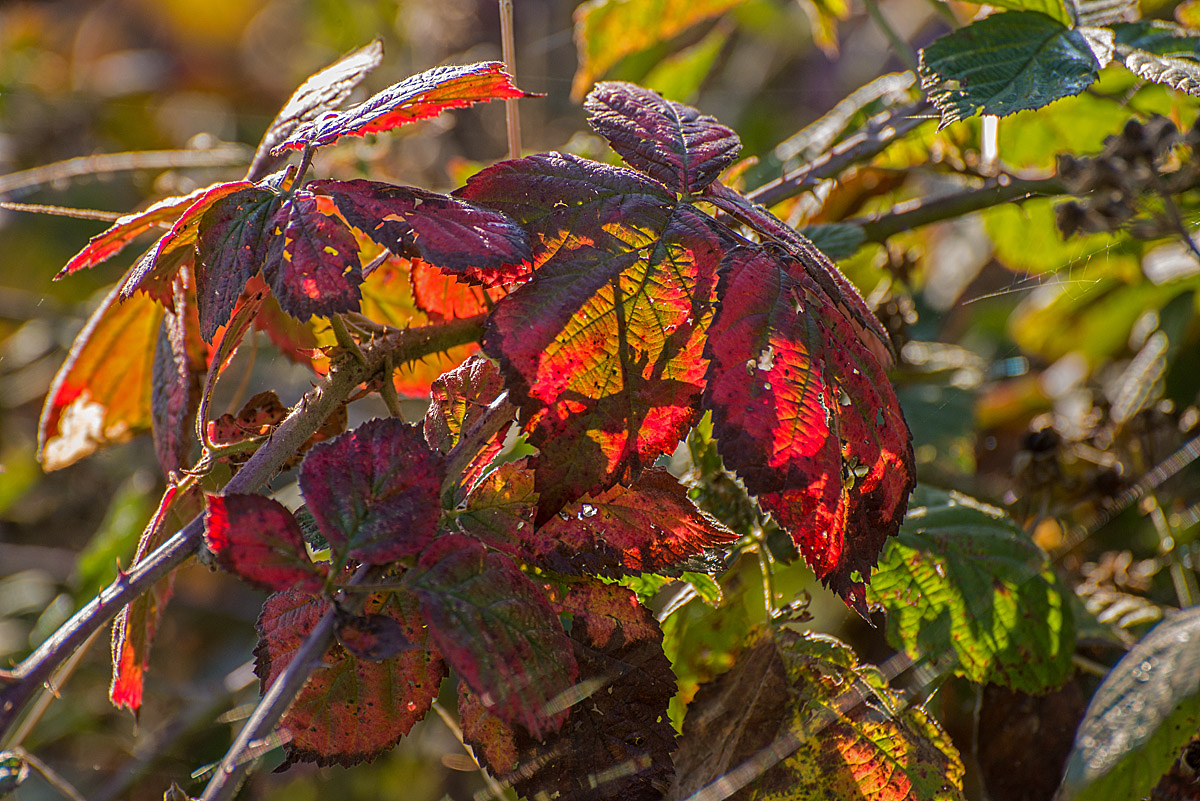 Brombeer