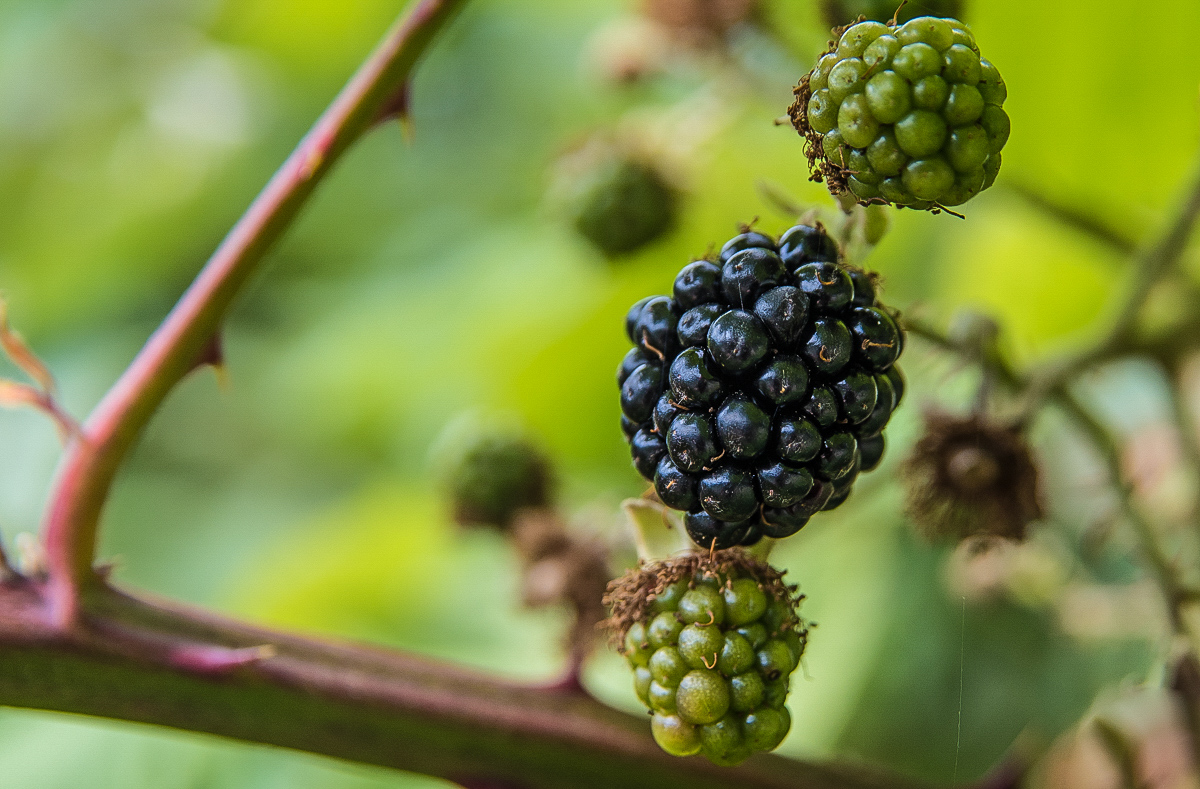 Brombeeren (1 von 1).JPG