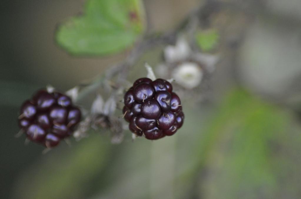 Brombeeren