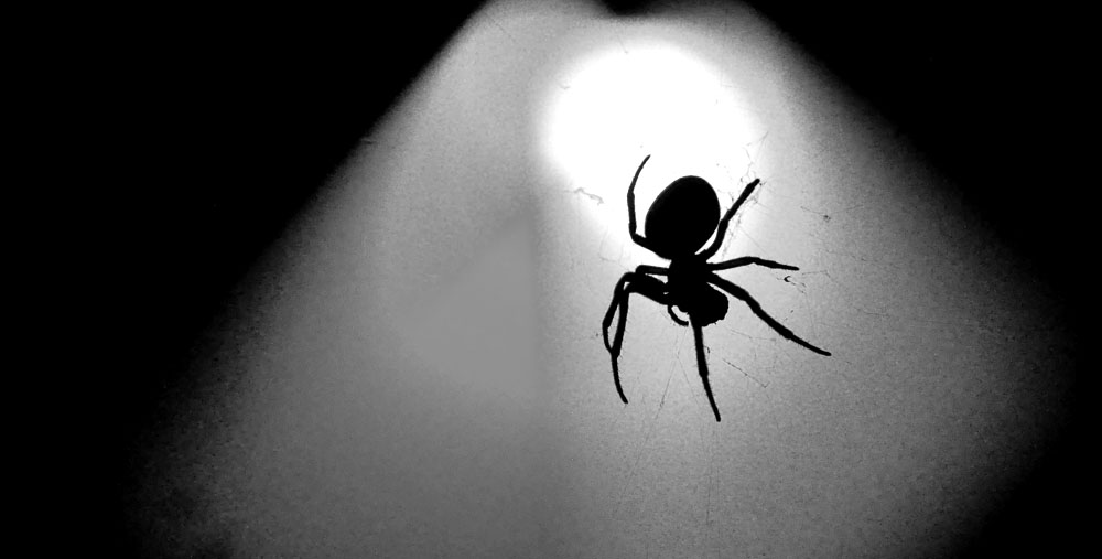 Brueckenspinne