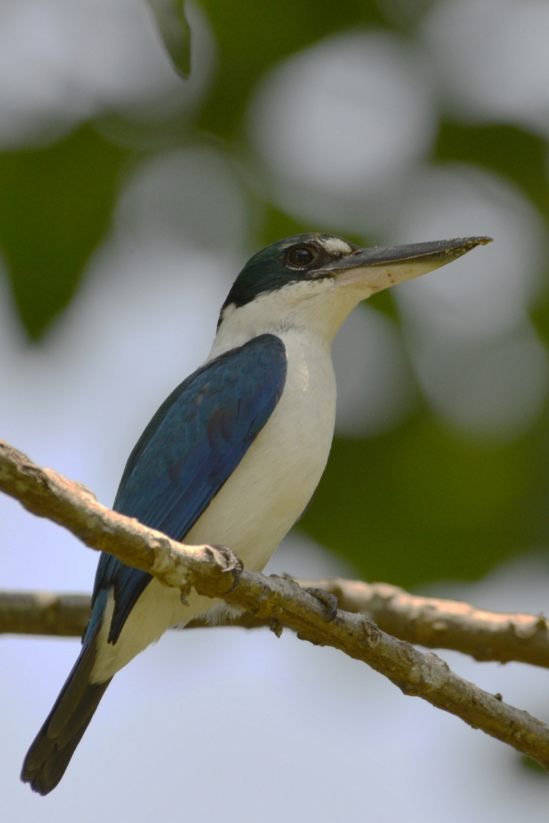 Brustband-Eisvogel, Thailand (Khao Lak)