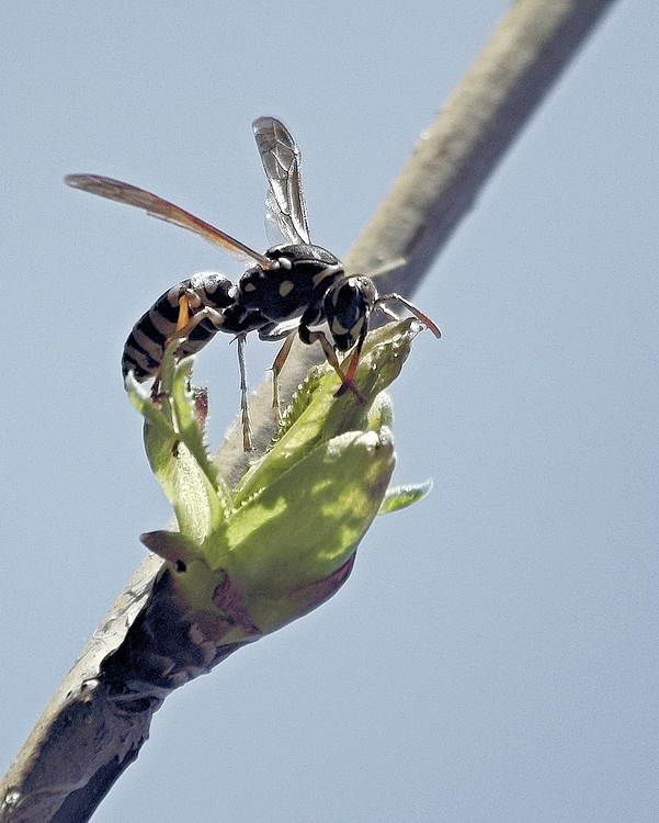 bsssssbsssss.jpg