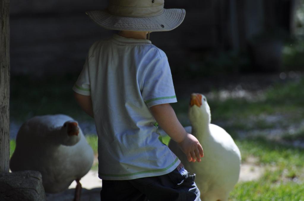 Bube ärgert die Gänse