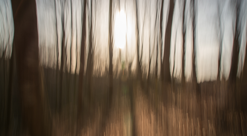 Buchenwald abstrakt