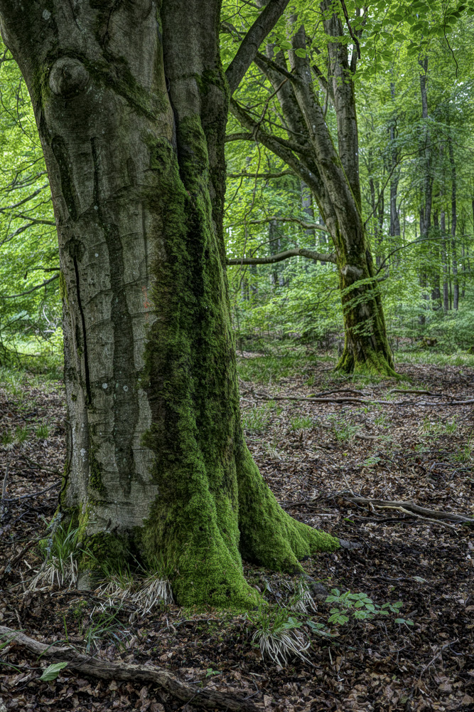 Buchenwald an der Hohen Wurzel