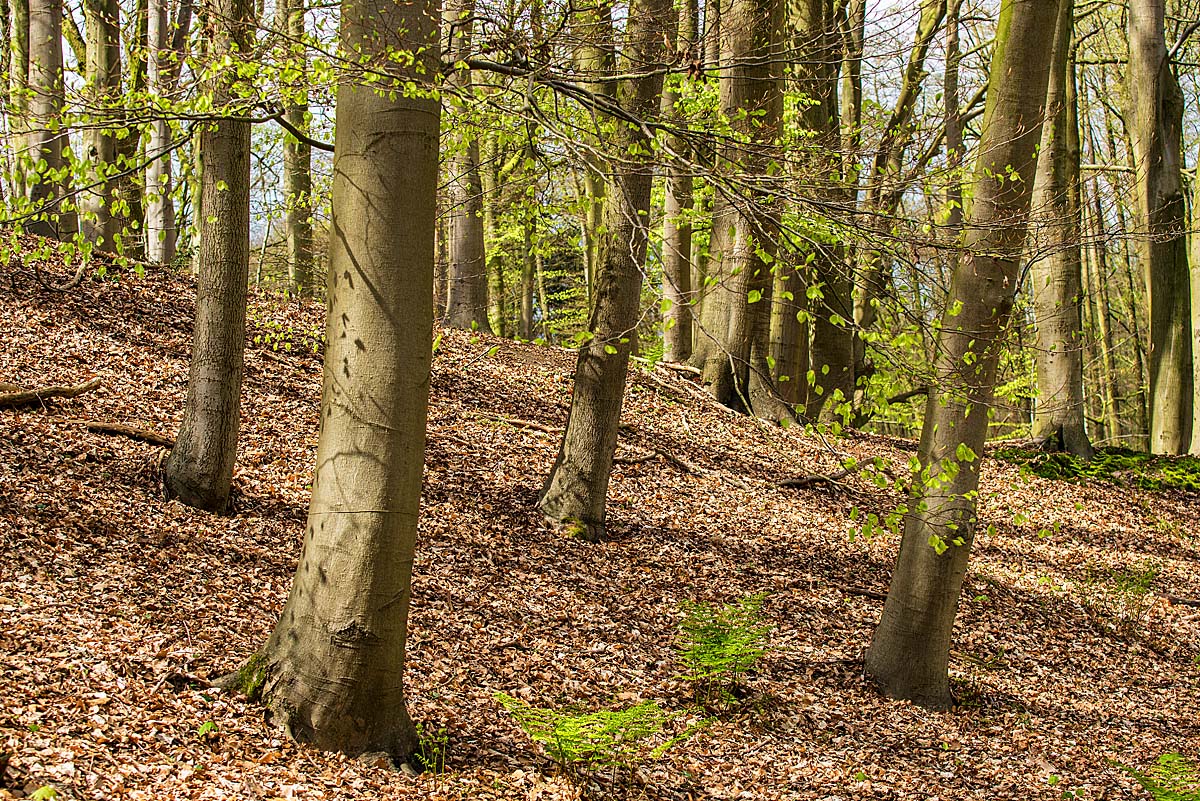 Buchenwald im April