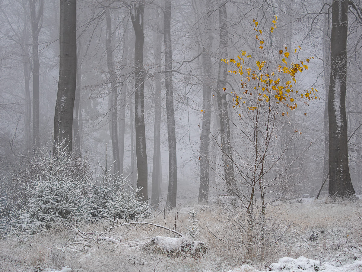 Buchenwald im ersten Schnee