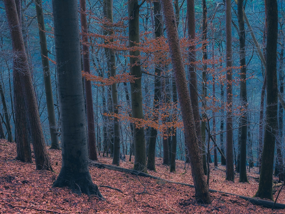 Buchenwald im Taunus